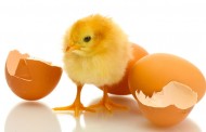Tavuk Yumurtası Üretimi 1,5 Milyar Adet Olarak Gerçekleşti Mart 2016