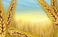 Tarım Sigortaları Havuzu Tarafından Üstlenilen Risklere Doğal Afet Sigortaları Kurumu Tarafından Reasürans Desteği Sağlanmasına İlişkin Karar (BKK 2015/8110)