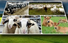 2016'da Hayvancılığa 3.2 Milyar TL Destek Verilecek