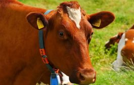 Hayvansal Üretim İstatistikleri - 2025