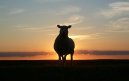 2026 Yılı Kurban Hizmetlerinin Uygulanmasına Dair Tebliğ Resmî Gazete’de Yayımlandı