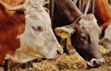 2017 Canlı Hayvan ve Hayvansal Ürün Fiyatları ve Üretim Değeri