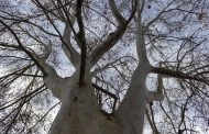 Hangi İlde Kaç Adet Anıt Ağaç Olduğunu Biliyor musunuz?