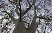 Hangi İlde Kaç Adet Anıt Ağaç Olduğunu Biliyor musunuz?