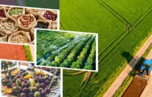 332 Milyon Liralık Tarımsal Destekleme Ödemesi Bugün Hesaplara Aktarılacak